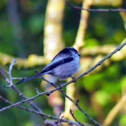 180107-BEDC-Long-tailed tit