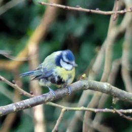 Blue tit with severe feather problem