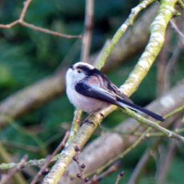 180117-BEDC- Long-tailed tit 4