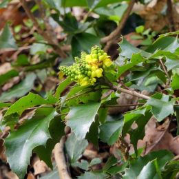 Mahonia-Mahonia japonica
