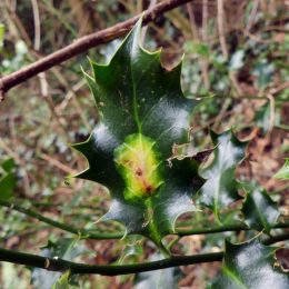180218-BEWT-1220-Holly leaf with miner