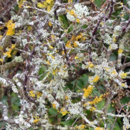 180218-BEWT-1343-Lichens on blackthorn