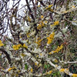 180218-BEWT-1344-Lichens on blackthorn