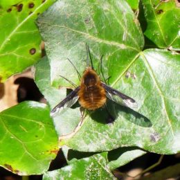 Bee-fly-Bombilius major