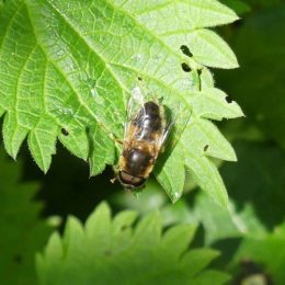 Eristalis sp hoverfly