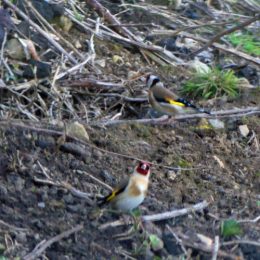 180425-GO-1730-Goldfinches on bank past church 1