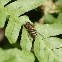 190226-BE (13)-Hoverfly on polypody fern