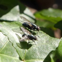 190226-BE (18)-2 greenbottle flies on ivy leaf