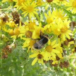 190815-LLWS- (20)-Buff-tailed Bumblebee on ragwort