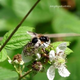Gt Pied Hoverfly-Volucella pellucens