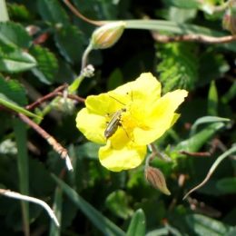 Swollen-thighed Beetle-female