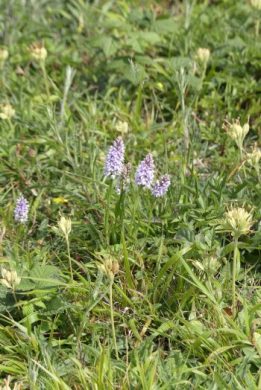 Common Spotted Orchid-Dactylorhiza fuchsii