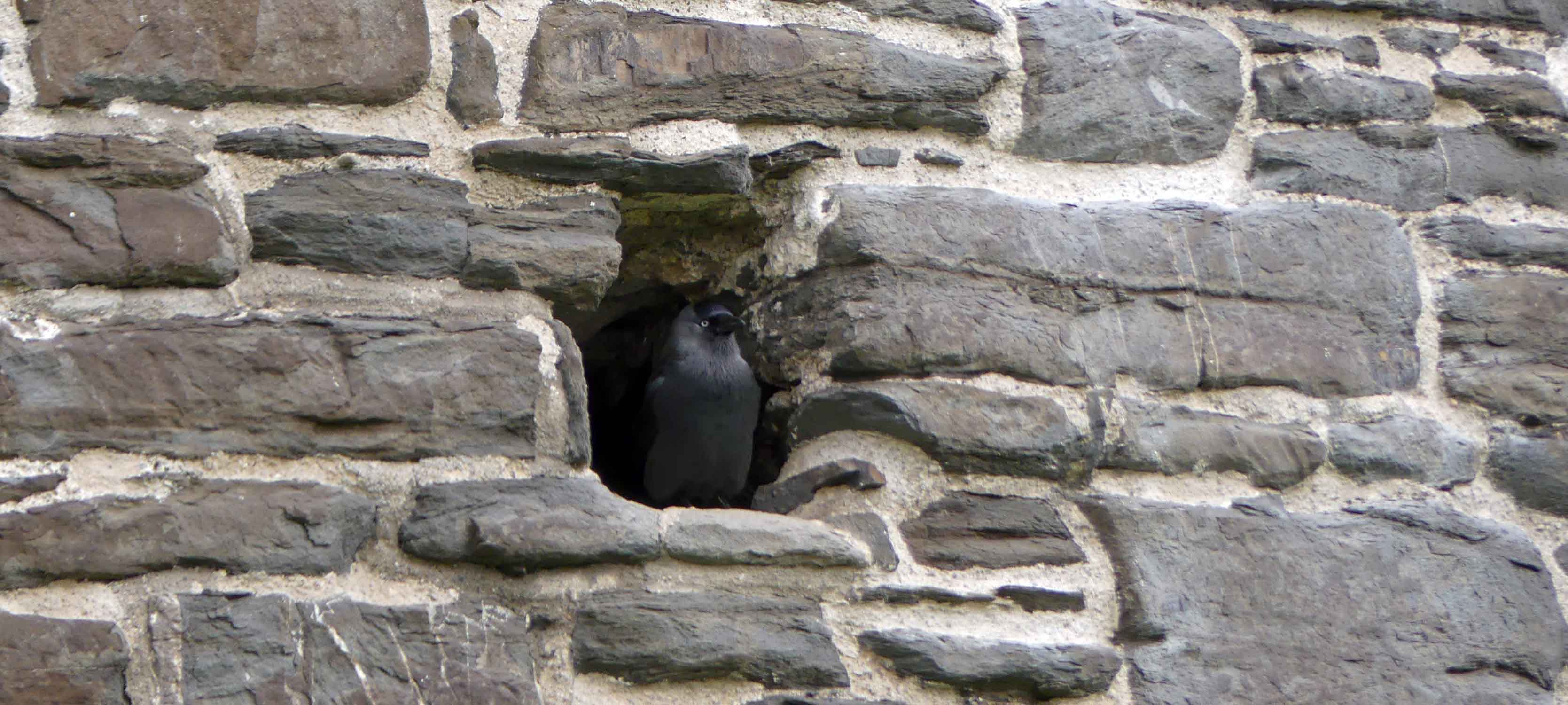 On the Trail of the Jackdaws of Conwy Town